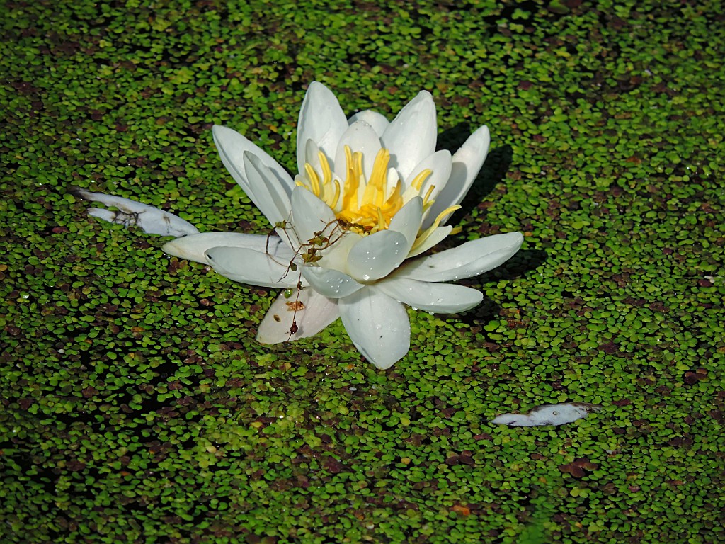 Witte waterlelie [10513] 06-jul-2014 (Regge, Schuilenburg).JPG - Witte waterlelie [Nymphaea alba]